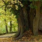 Alter Lindenbaum im Herbst mit Ruhebank