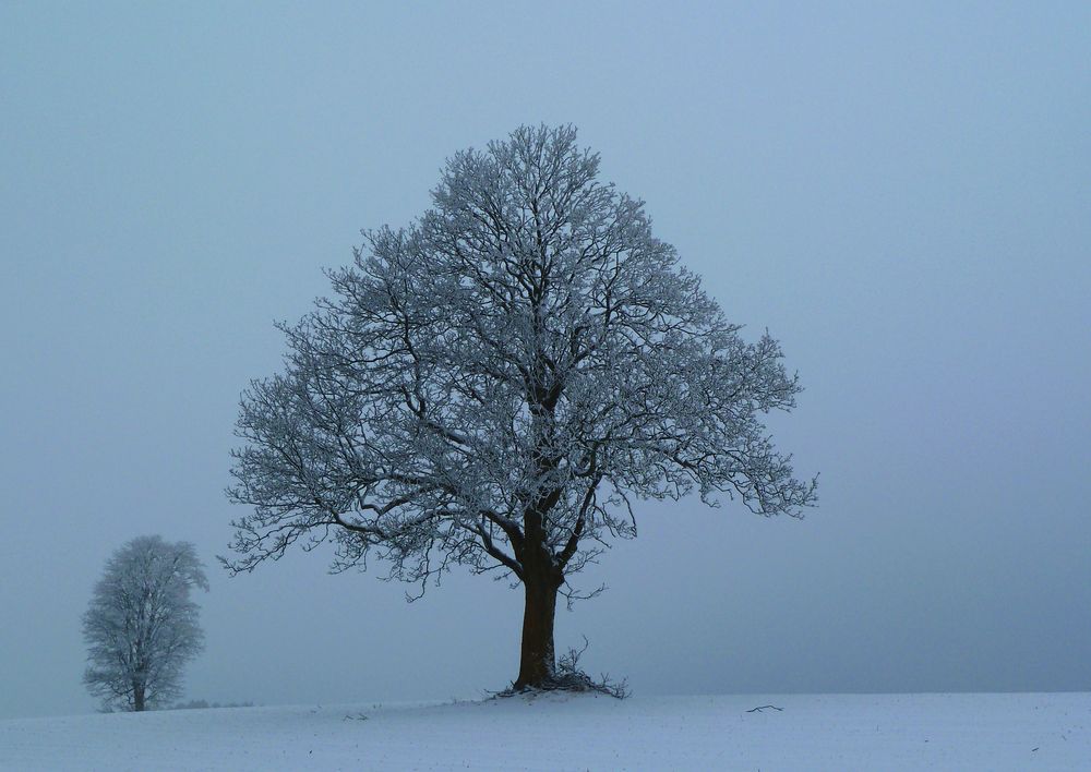 alter Lindenbaum im Winter