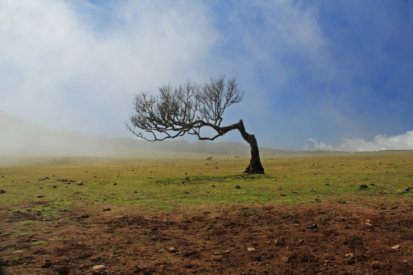 Alter Loorbeerbaum