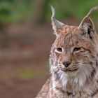 alter Luchs