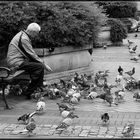 Alter Mann und Tauben