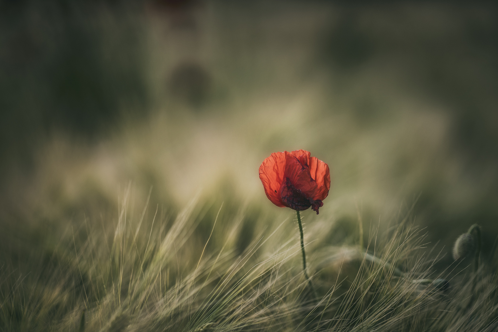 alter Mohn