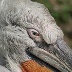 "Alter, müder" Pelikan im Wiener Tierpark