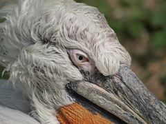 "Alter, müder" Pelikan im Wiener Tierpark