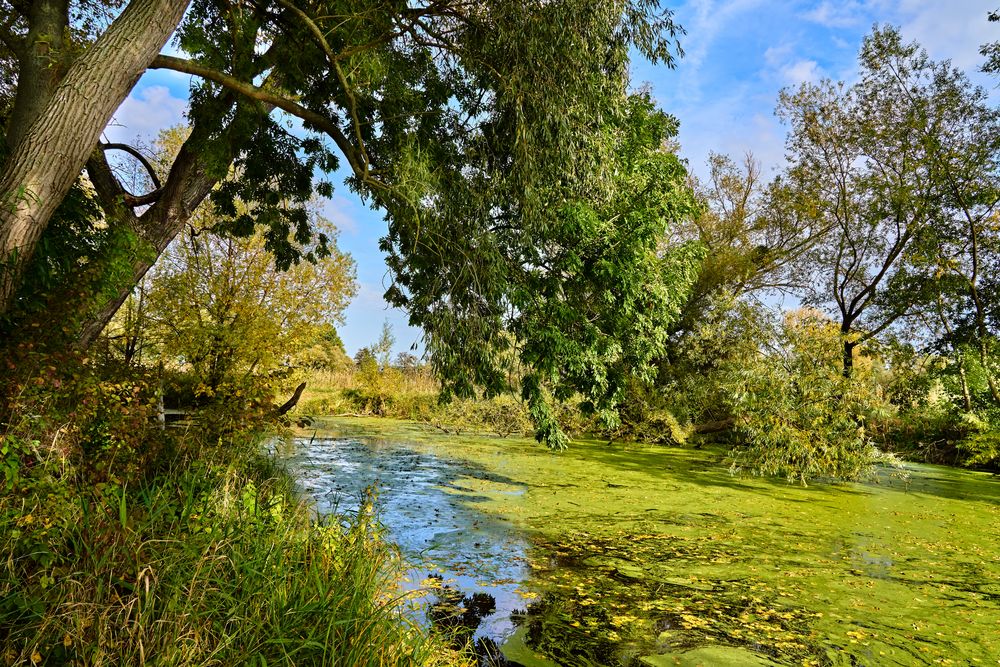 alter Nebenfluss der Leine