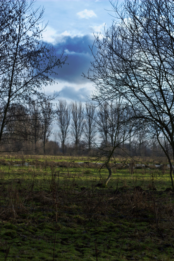 Alter Niersarm Renaturierungsgebiet Oedt