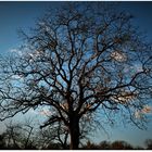 Alter Nussbaum unter dem blauen Himmel