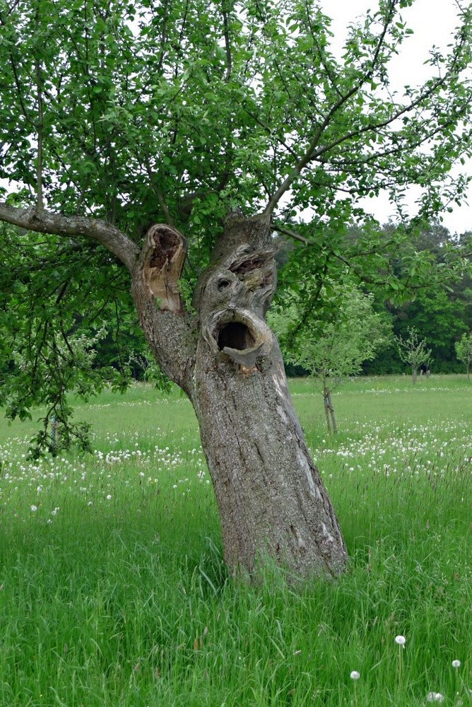 Alter Obstbaum Foto &amp; Bild pflanzen, pilze &amp; flechten
