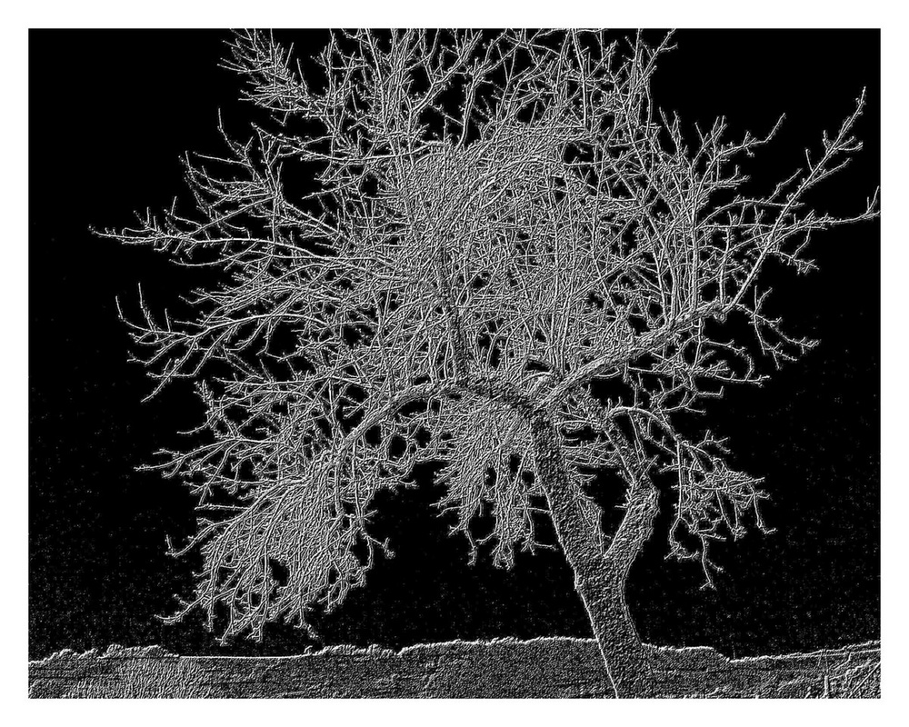 alter Obstbaum