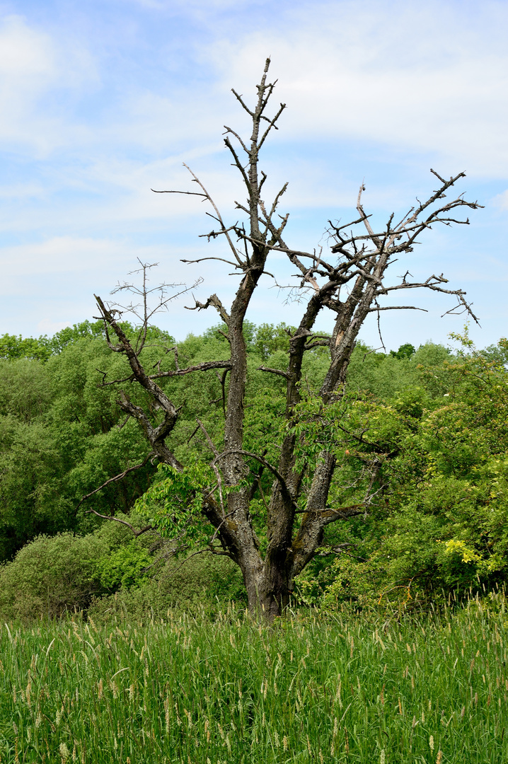 Alter Obstbaum