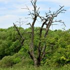 Alter Obstbaum