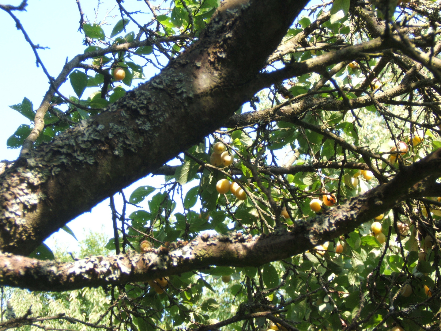 Alter Obstbaum...