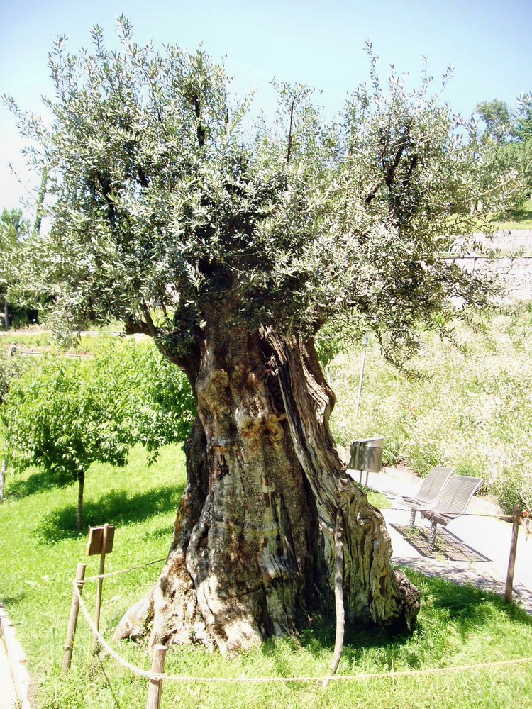 Alter Ölbaum