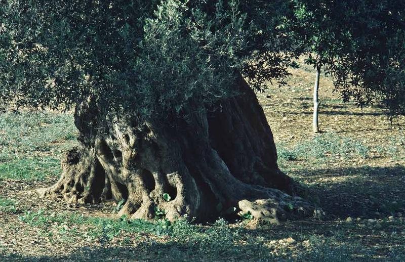 alter Ölbaum, Ibiza