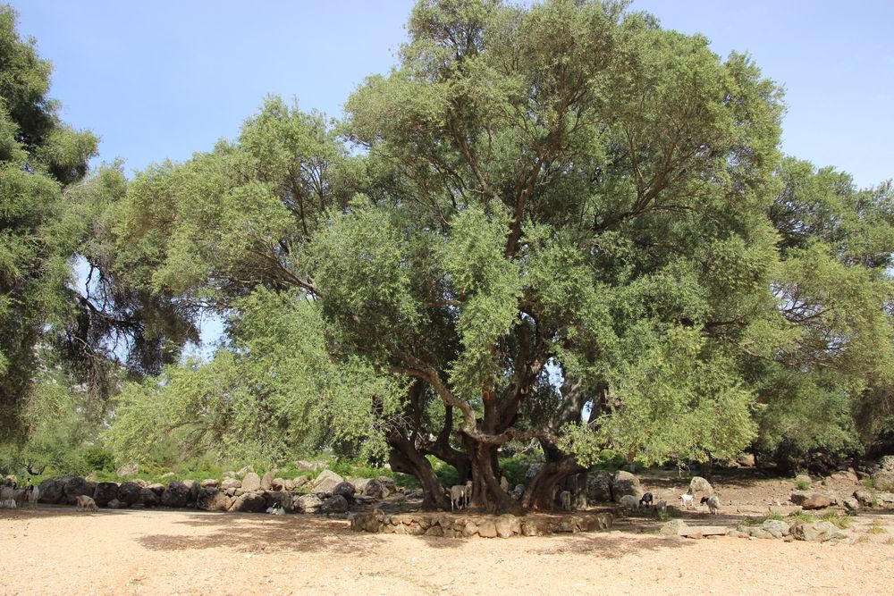 Alter Olivenbaum Foto & Bild | world, baum, natur Bilder ...