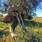 Alter Olivenbaum