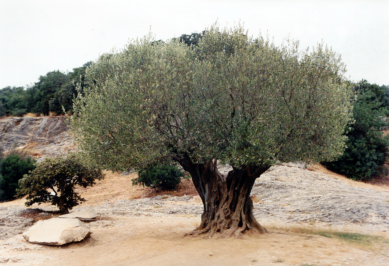 Alter Olivenbaum am Pont du Gard Foto & Bild pflanzen