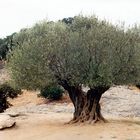 Alter Olivenbaum am Pont du Gard