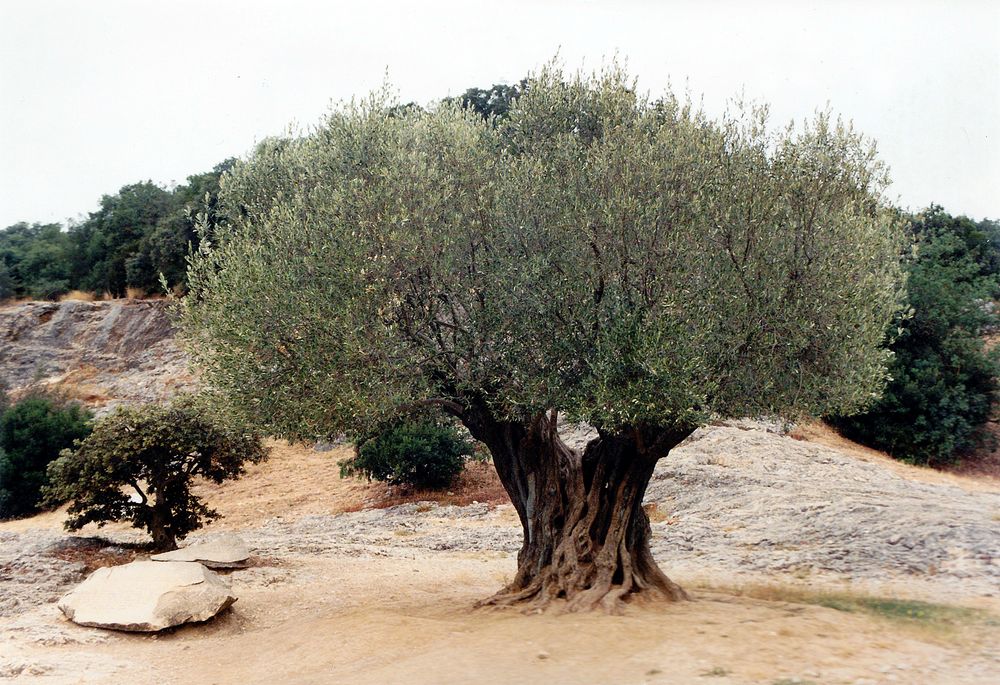 Alter Olivenbaum am Pont du Gard