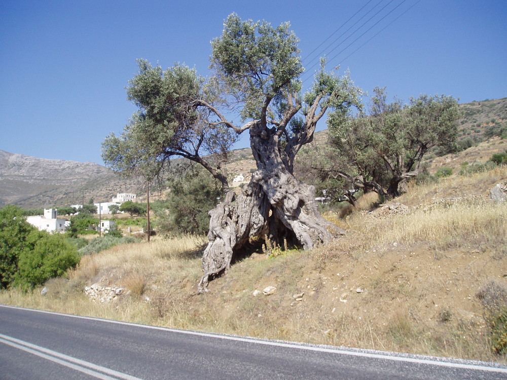 Alter Olivenbaum auf Paros in Griechenland