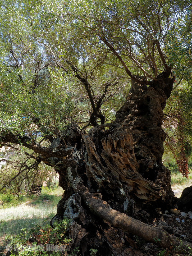 Alter Olivenbaum bei Aghios Nikitas