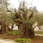 Alter Olivenbaum im Garten Getsemani
