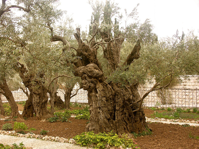 Alter Olivenbaum im Garten Getsemani