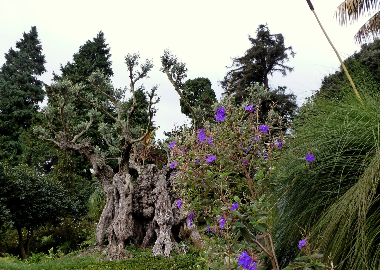 alter Olivenbaum im Tropical Palace Garden in Monte Madeira