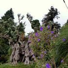 alter Olivenbaum im Tropical Palace Garden in Monte Madeira