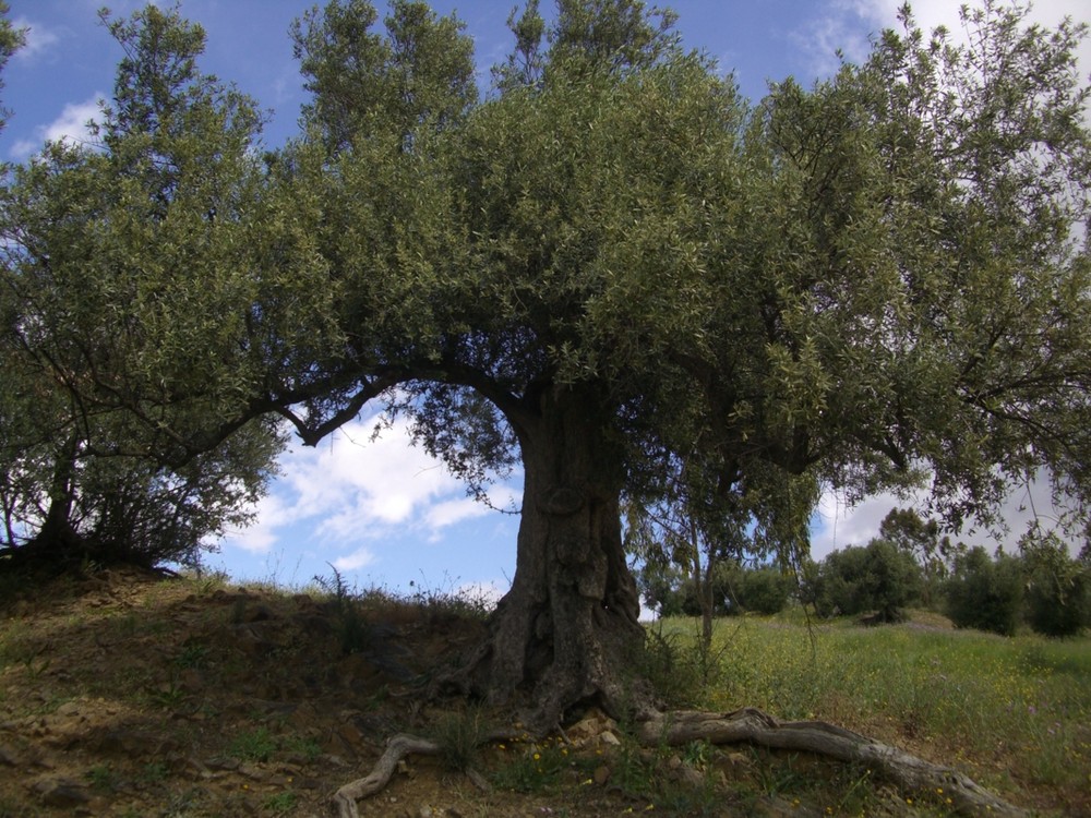 Alter Olivenbaum in der Axarquia