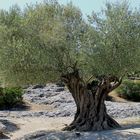 Alter Olivenbaum in Südfrankreich