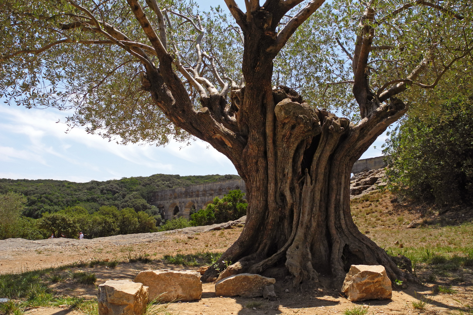 Alter Olivenbaum vor dem Pont du Gard