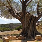 Alter Olivenbaum vor dem Pont du Gard