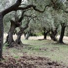 Alter Olivenhain im Brunnenheiligtum St. Christina auf Sardinien (1)