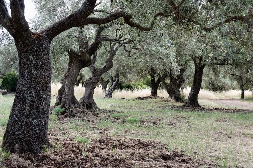 Alter Olivenhain im Brunnenheiligtum St. Christina auf Sardinien (1)