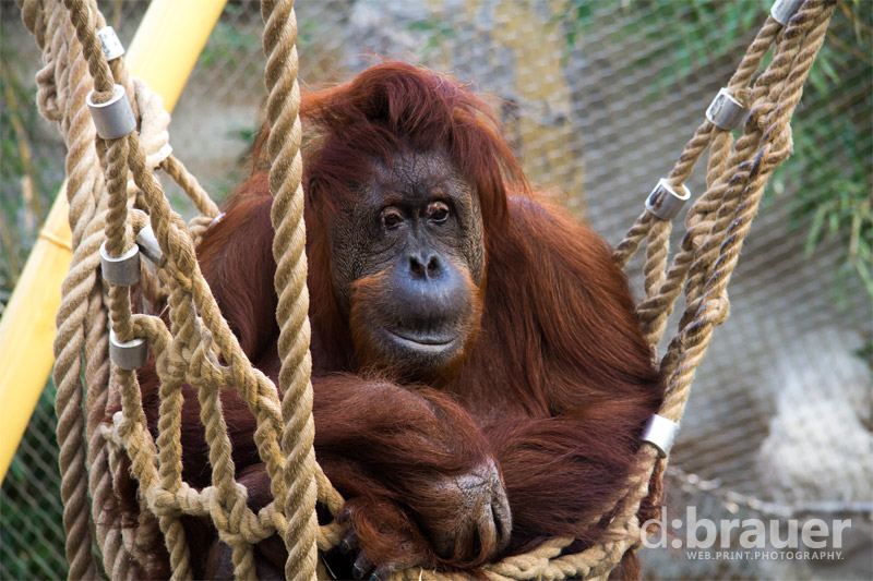 alter Orang Utan im Netz