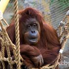 alter Orang Utan im Netz