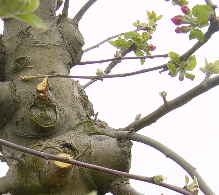 Alter Pflaumenbaum