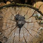 alter Pilz am gleichen Holzstapel