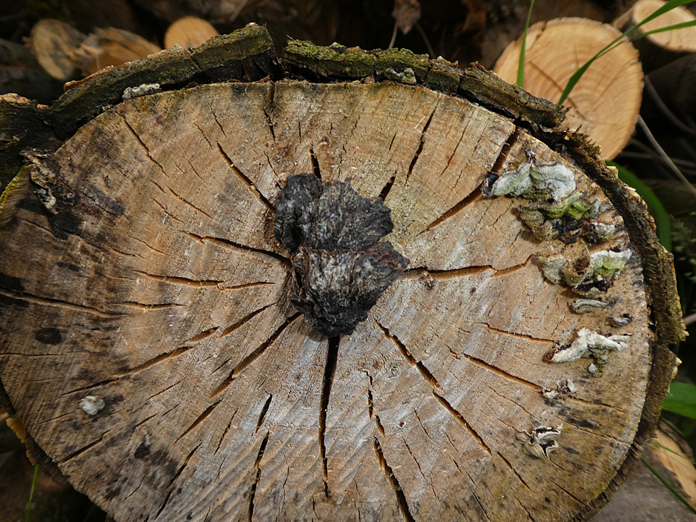 alter Pilz am gleichen Holzstapel
