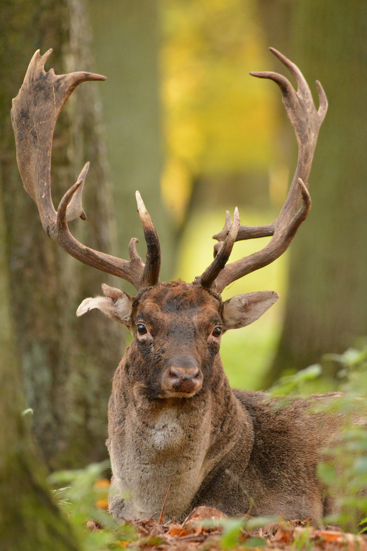 Alter Platzhirsch