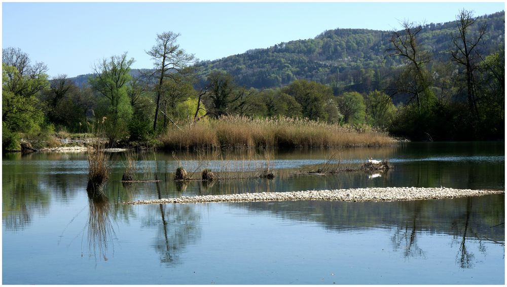 alter Rhein bei Rüdlingen