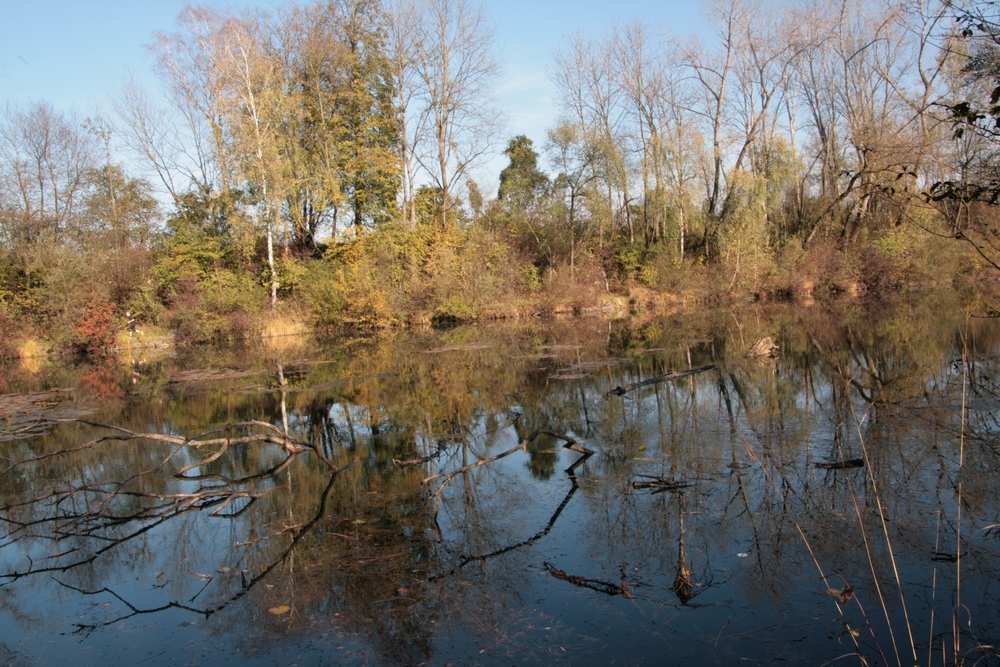 Alter Rhein im Spiegel