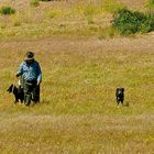 Alter Schäfer und seine Hunde