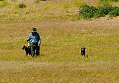 Alter Schäfer und seine Hunde