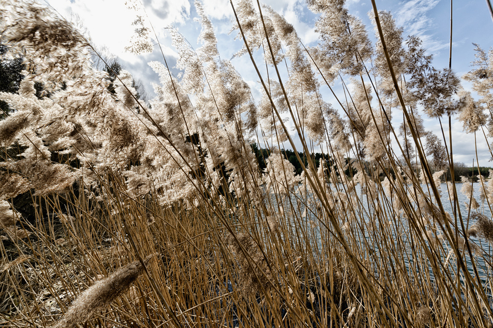 Alter Schilf im Wind