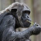 Alter Schimpanse