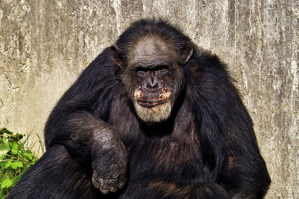 Alter Schimpanse im Zoo Hannover