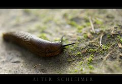 Alter Schleimer