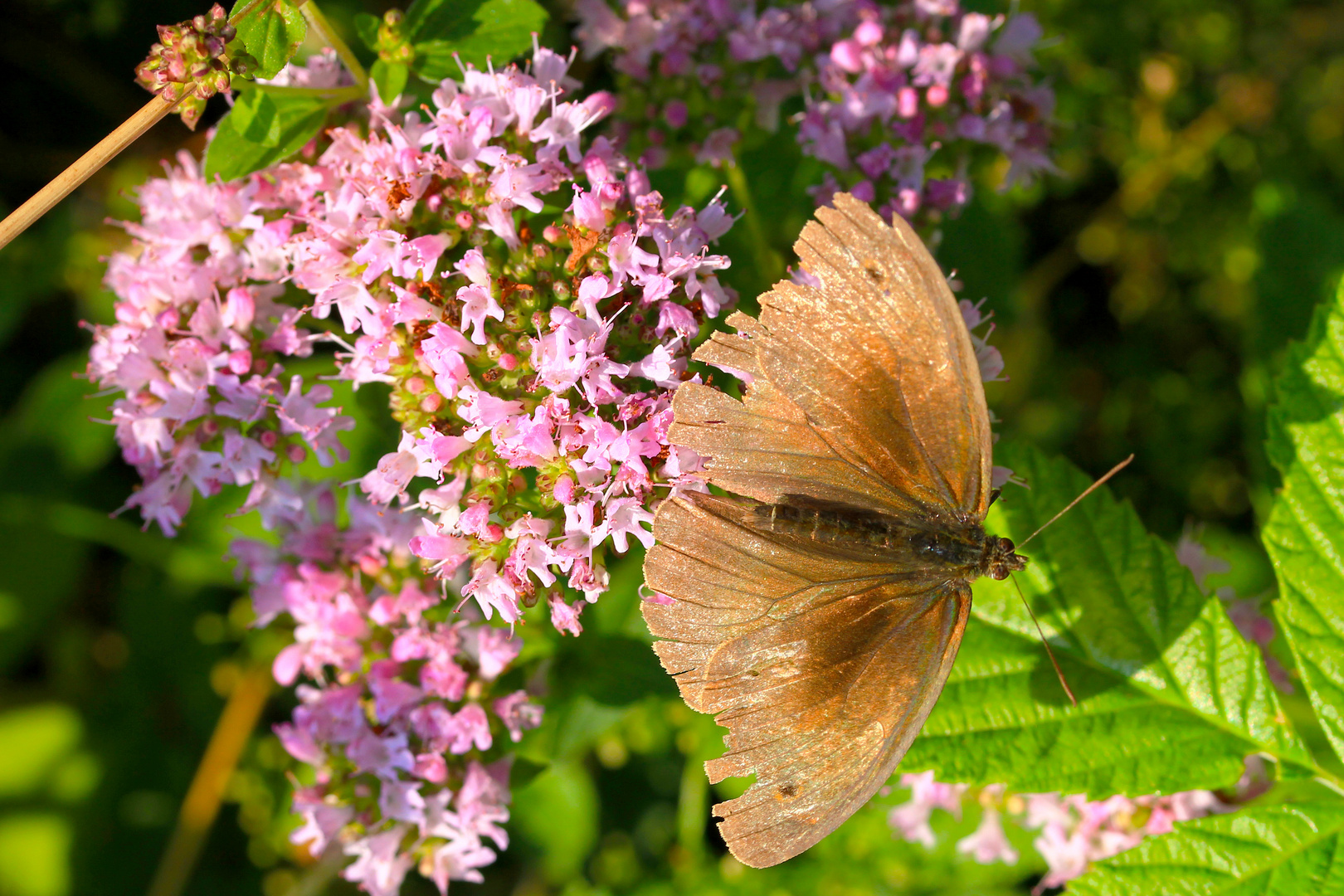 Alter Schmetterling